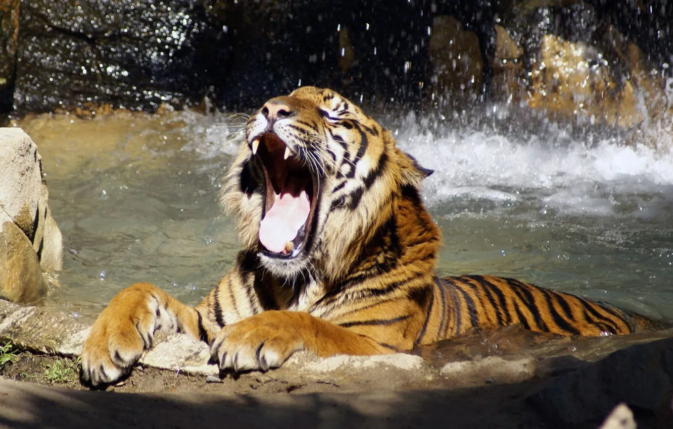 Фото обои вода, тигр, лапы, пасть, зевает