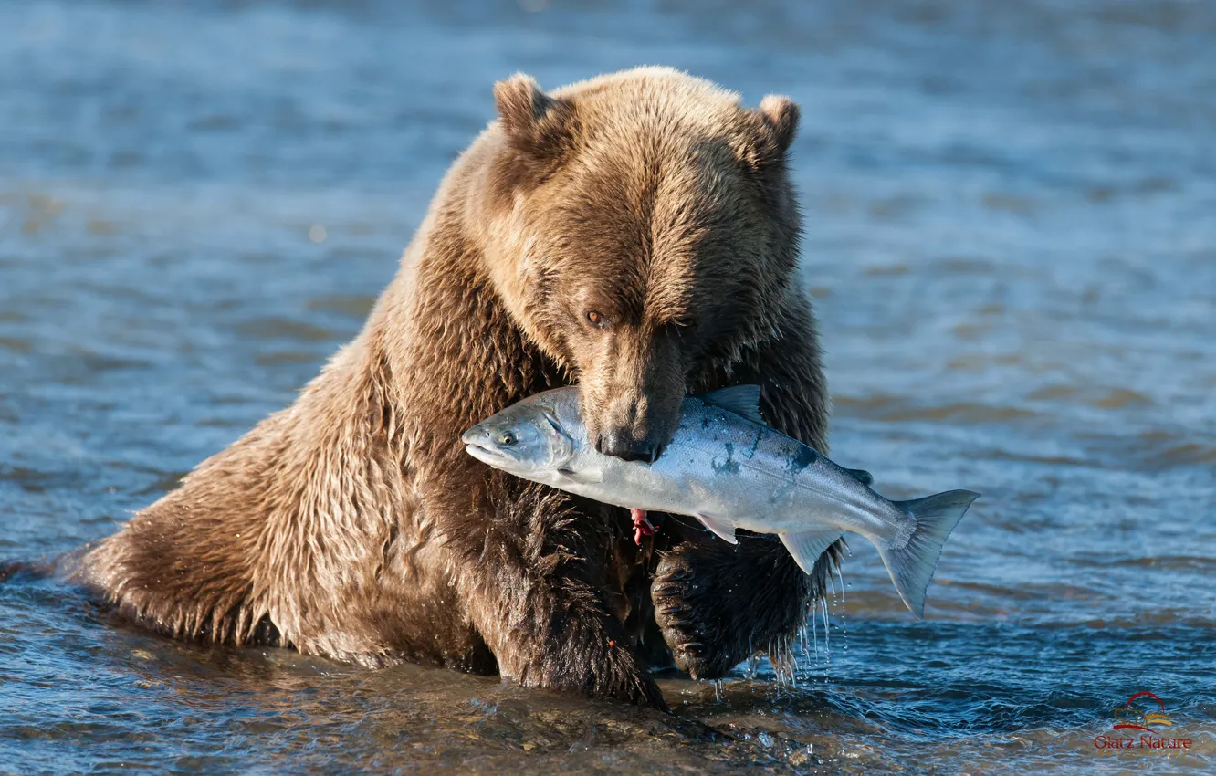 Фото обои вода, медведь, аляска, лосось, бурый мишка, улов