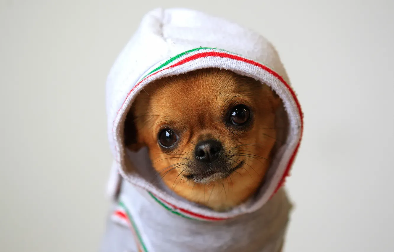Фото обои капюшон, Chihuahua, Чихуахуа