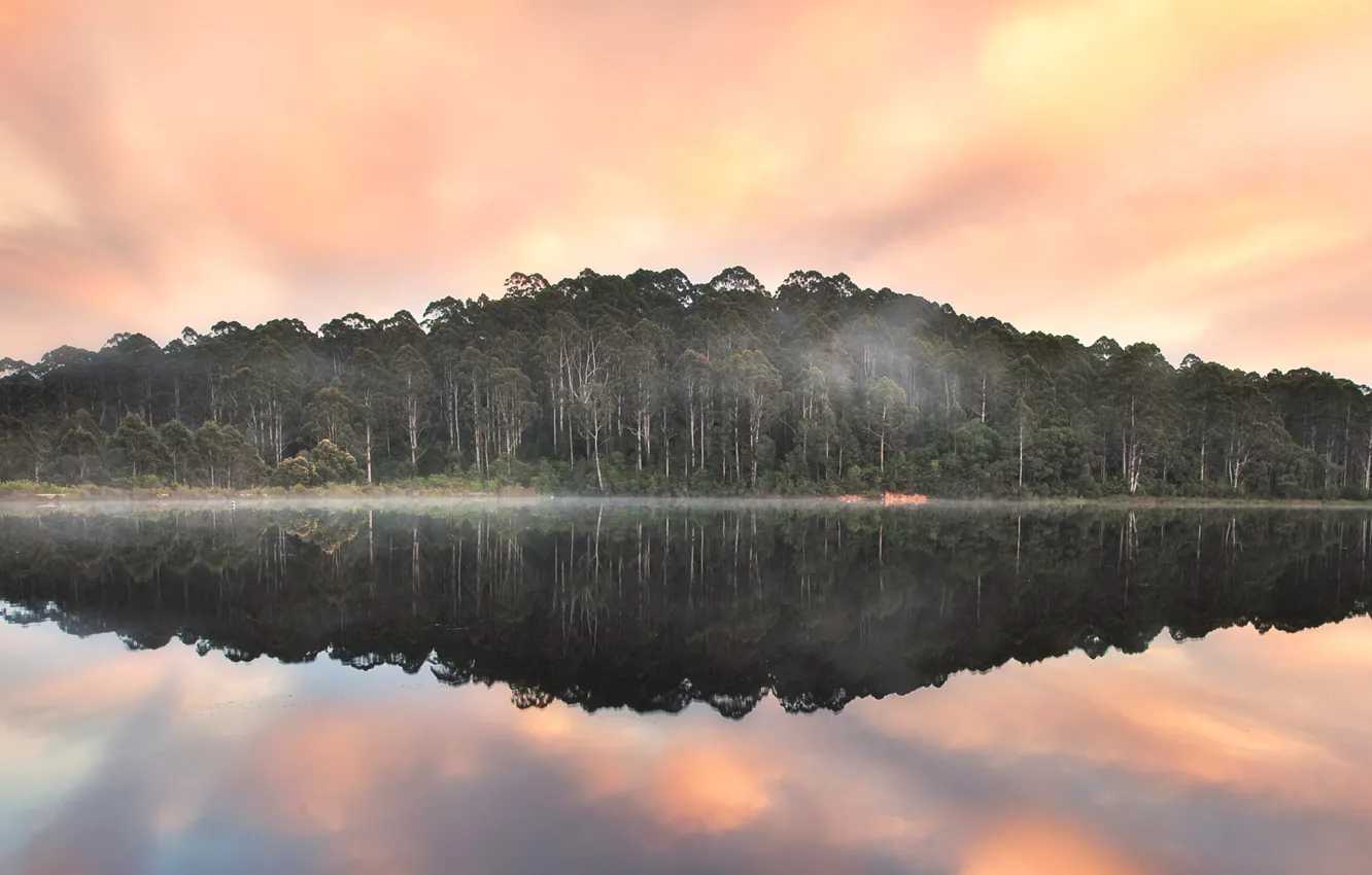 Фото обои лес, облака, деревья, туман, Австралия, Beedelup Lake, Пембертон, Karri forest