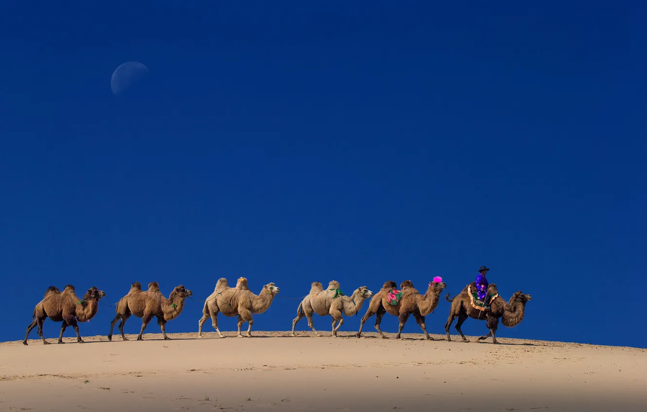 Фото обои небо, Луна, верблюд, Китай, караван, Внутренняя Монголия