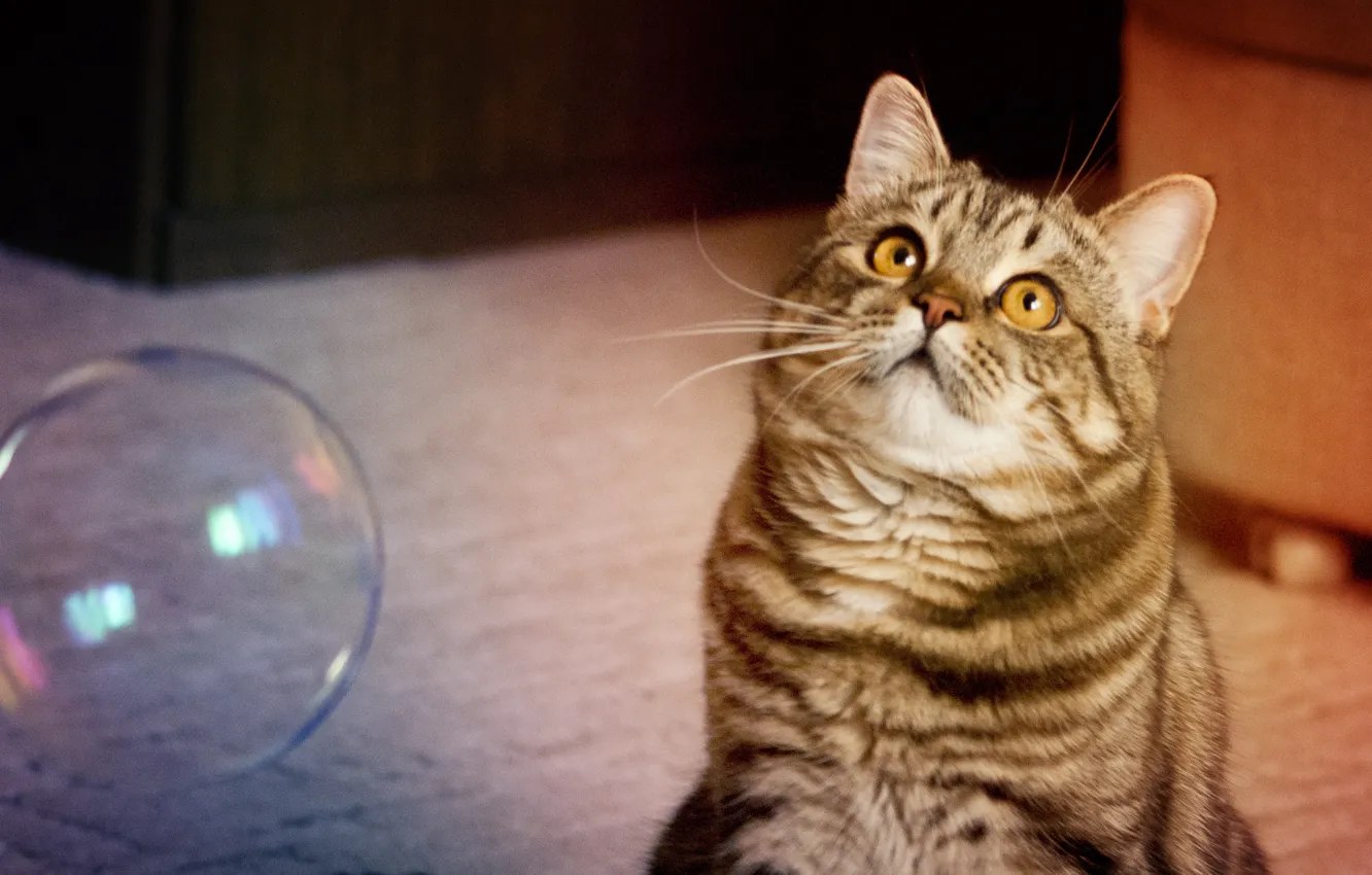 Фото обои кот, играет, мыльный пузырь