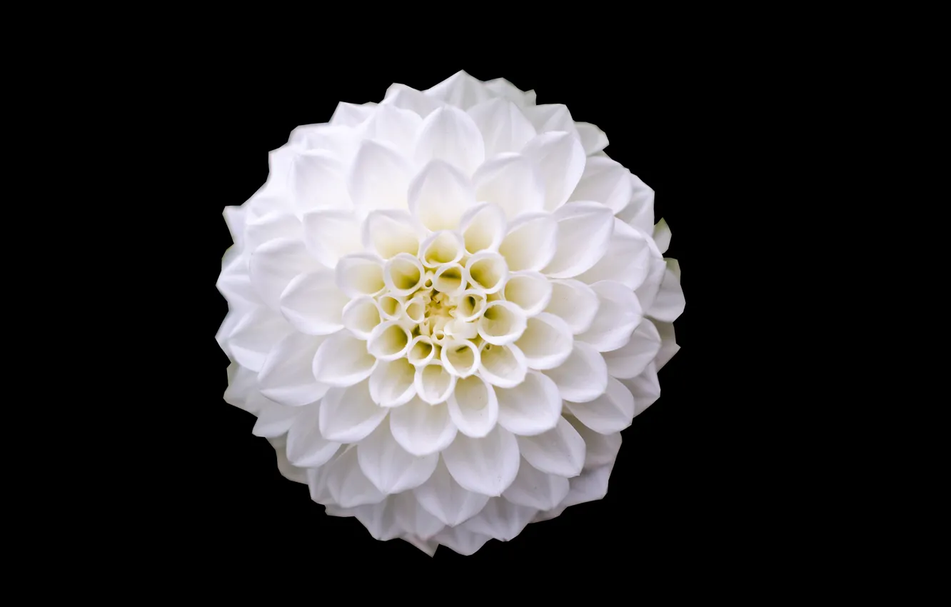 Фото обои белый, цветок, крупный план, красота, лепестки, white, черный фон, flower