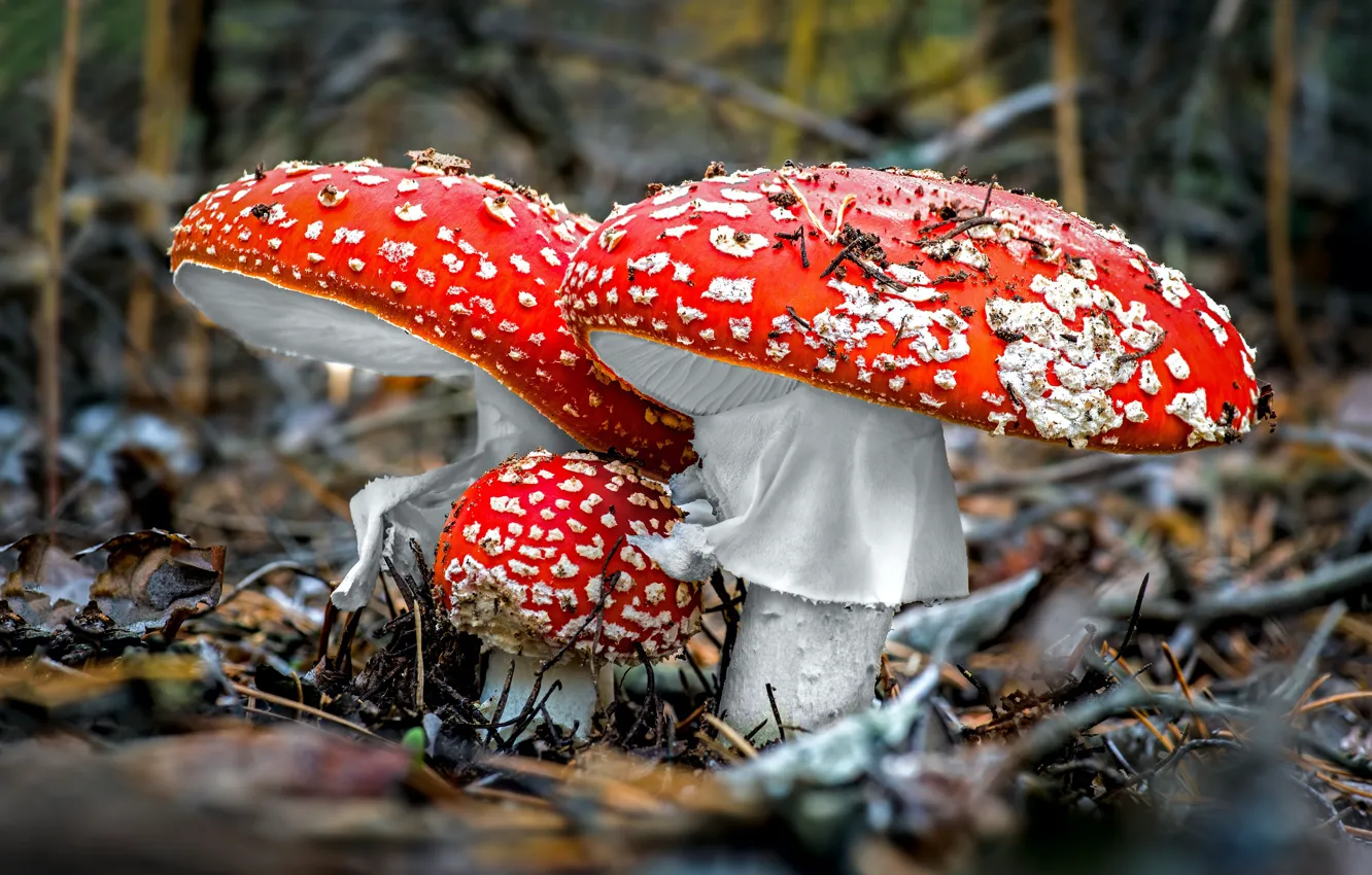 Фото обои grass, mushrooms, macro photography, fly agaric