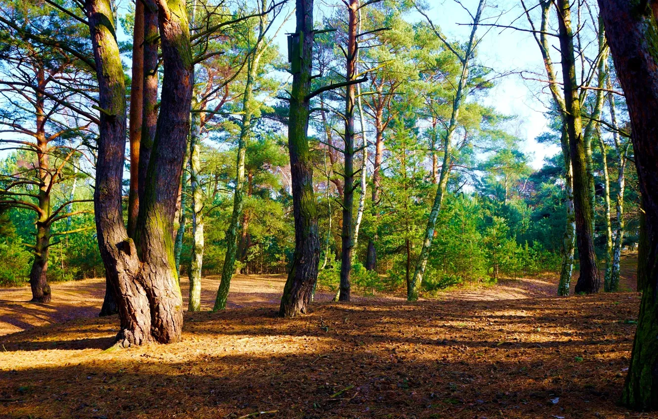 Фото обои forest, park, tree