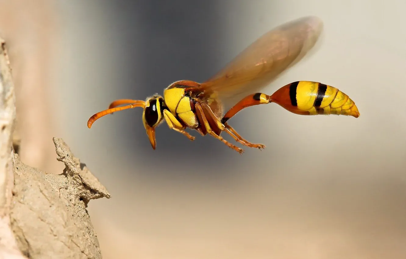 Фото обои макро, полет, Пчела