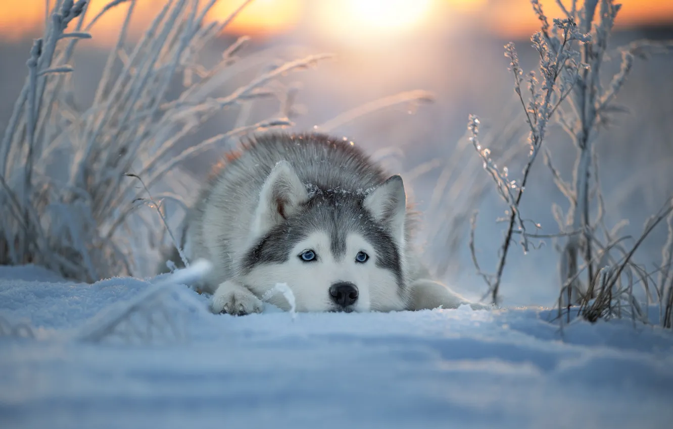 Фото обои зима, морда, снег, собака, Хаски, Светлана Писарева