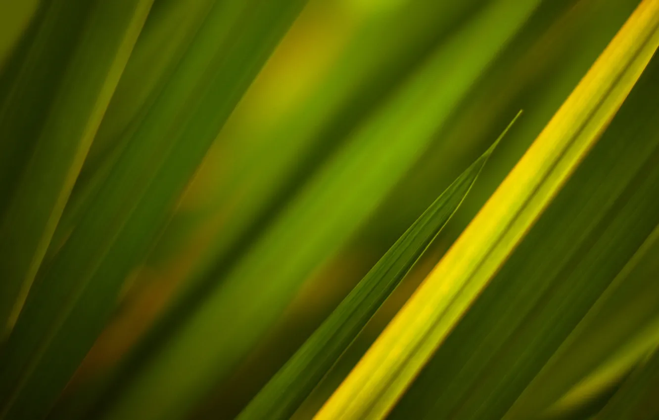 Фото обои трава, зелёный, текстуры, green textures