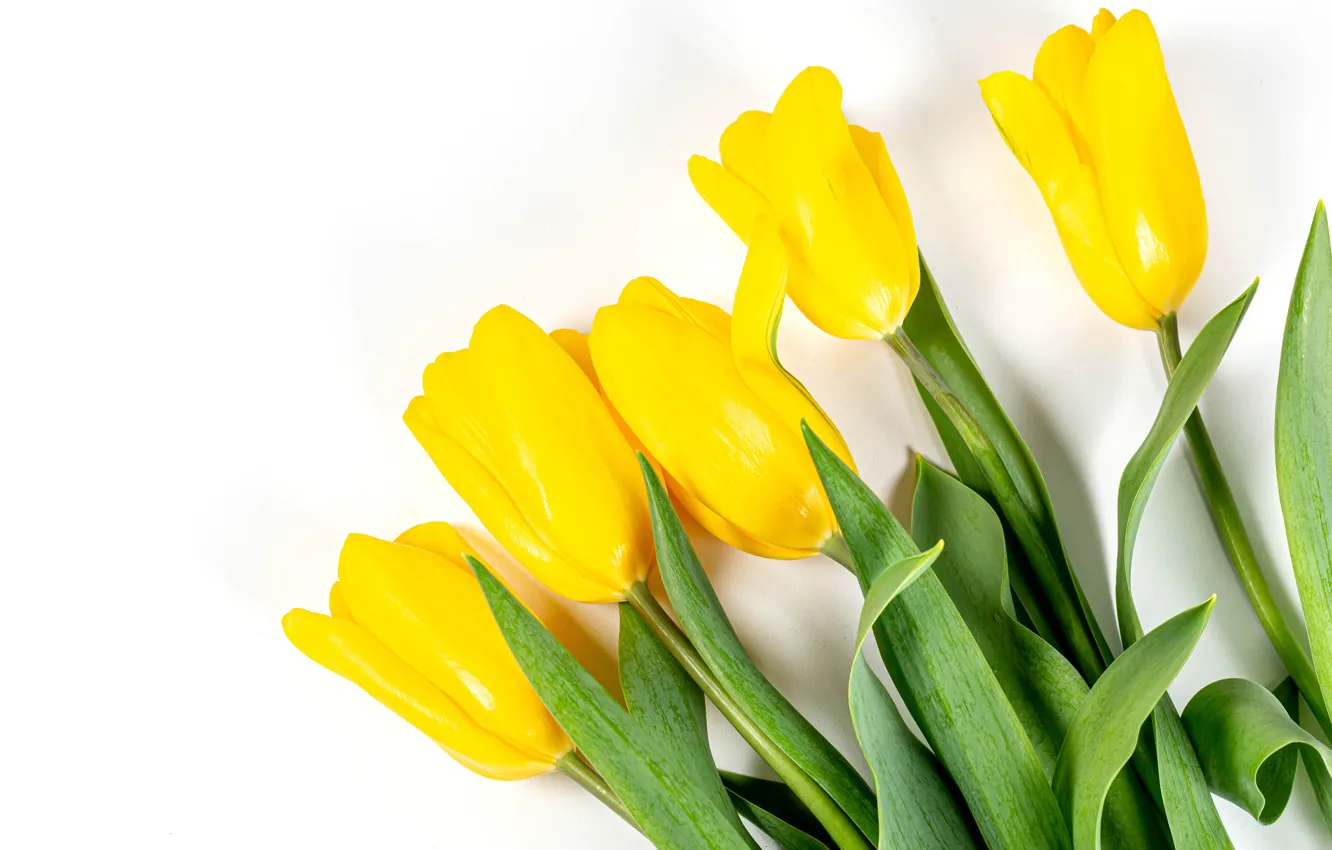 Фото обои тюльпаны, белый фон, бутоны, жёлтые