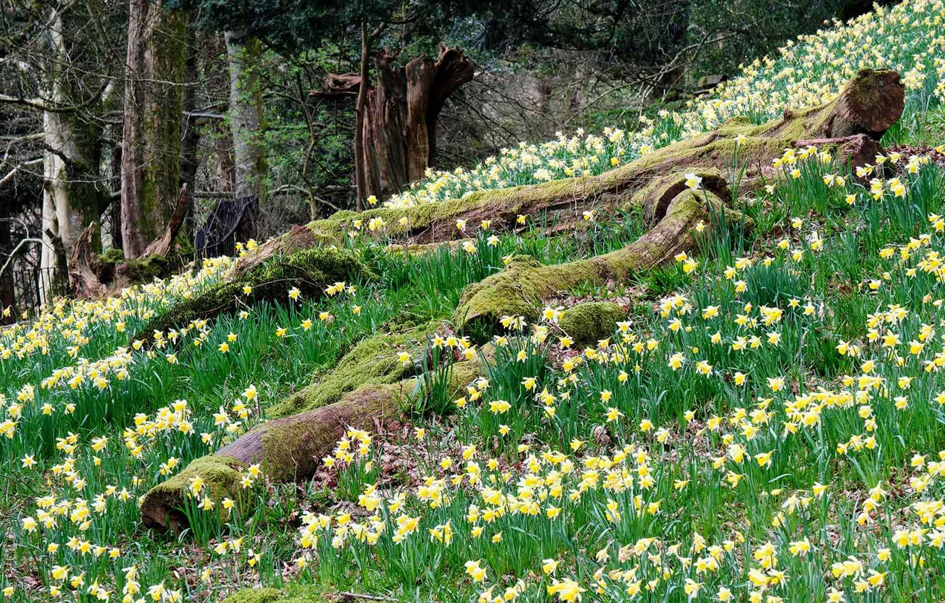 Фото обои цветы, Англия, весна, нарциссы, Озёрный край, Камбрия