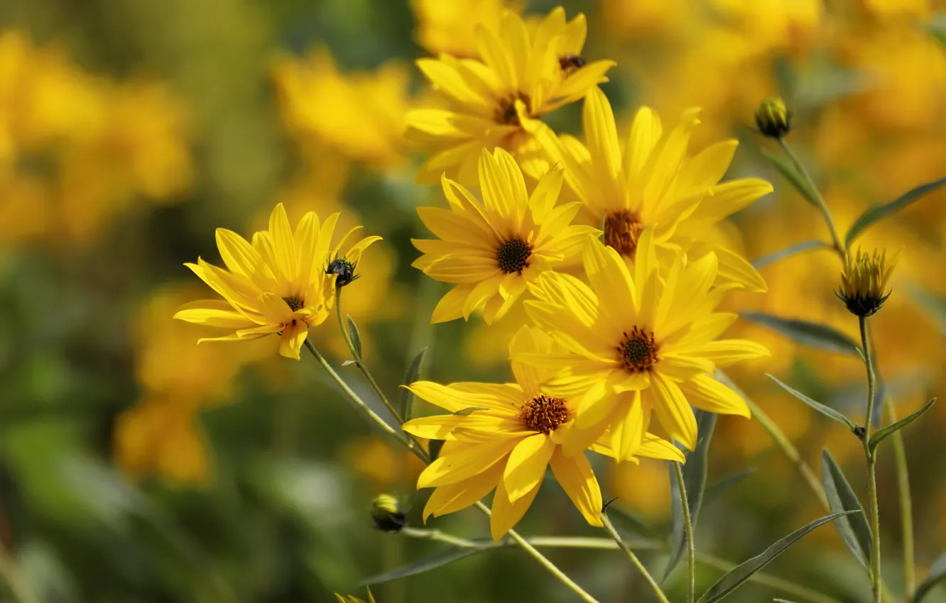 Фото обои цветы, желтый, сад, боке, Кореопсис