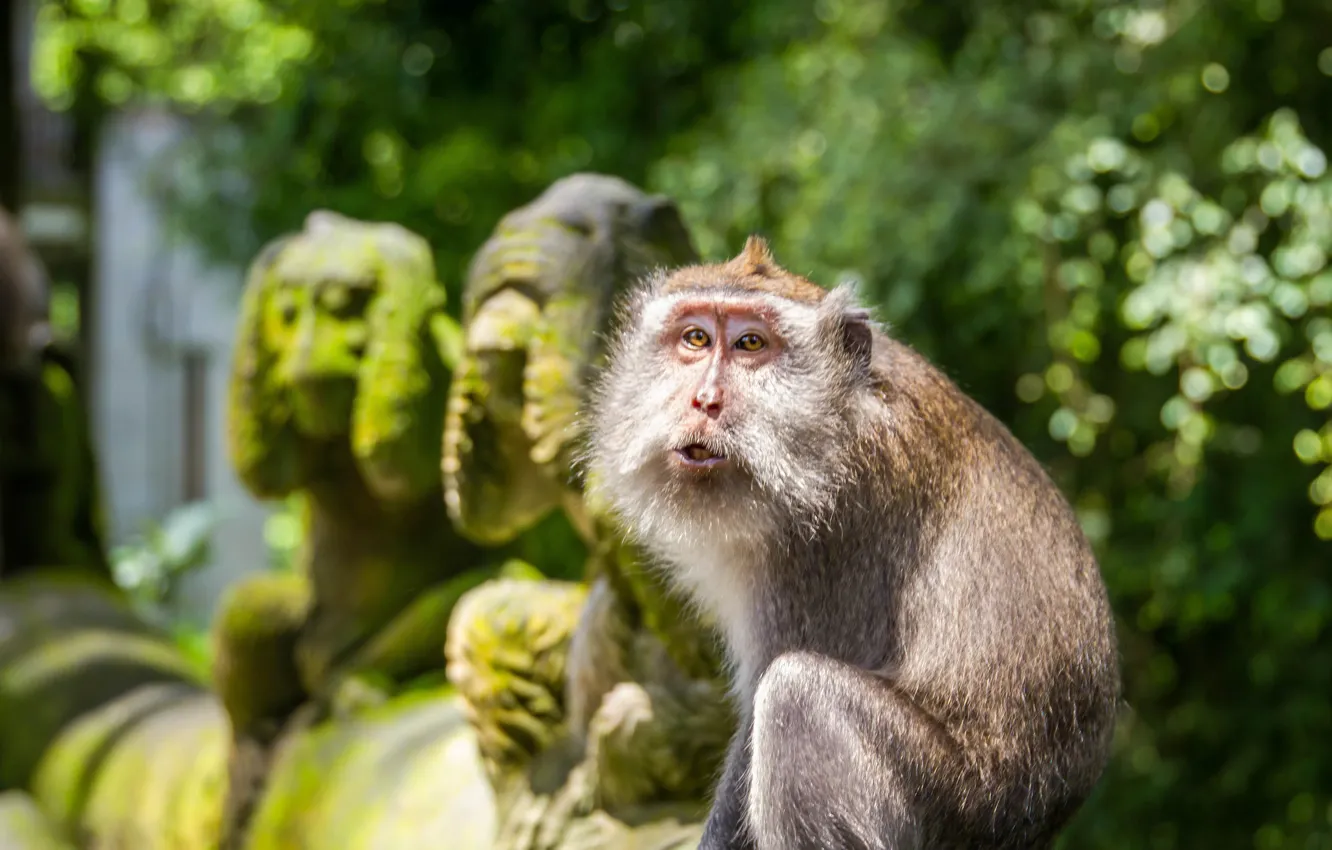 Фото обои Обезьяна, Бали, Индонезия, Bali, Indonesia, Убуд, Ubud Monkey Forest, Macaque