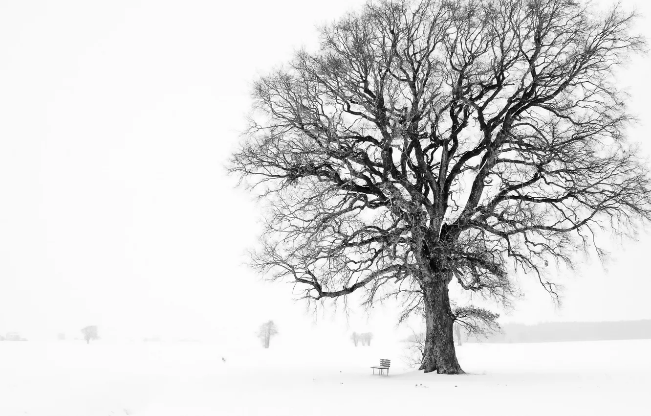 Фото обои зима, дерево, скамья