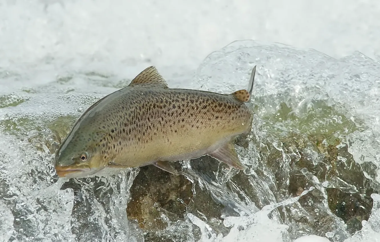 Фото обои вода, рыба, BROWN TROUT