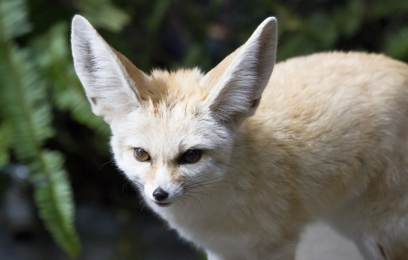 Фото обои взгляд, хищник, мордочка, уши, лисица, фенек, fennec fox