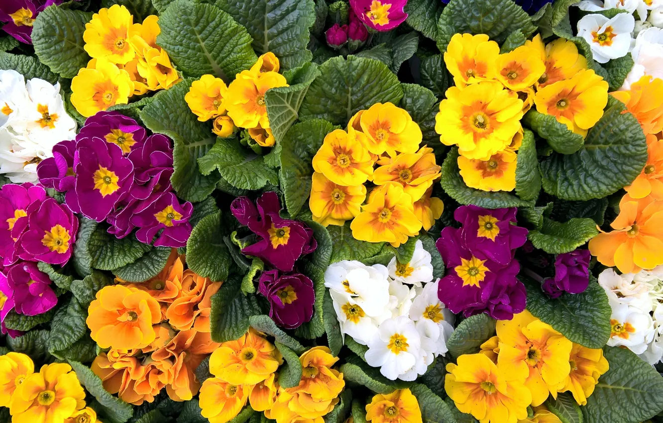Фото обои green, colorful, white, yellow, flowers, garden, spring, violet