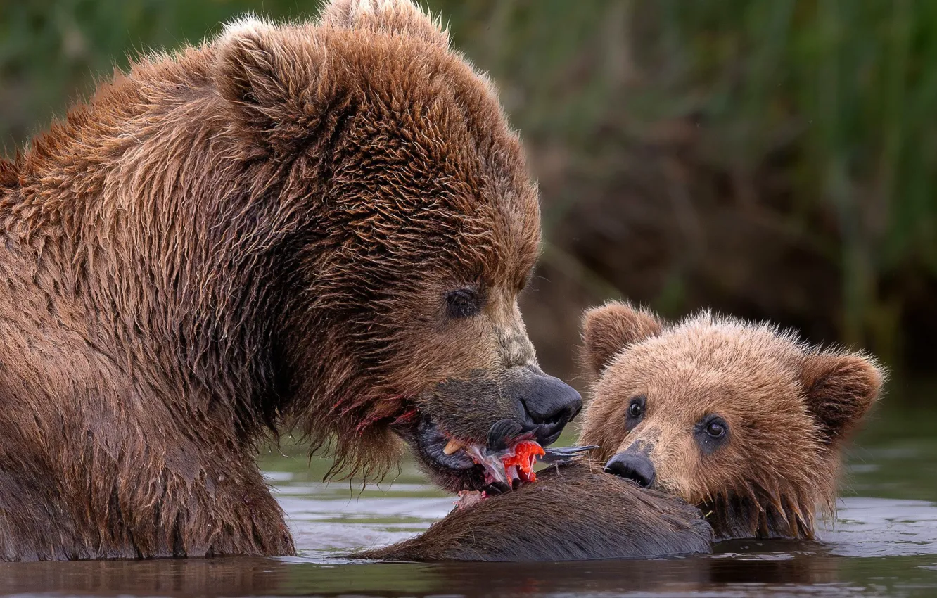 Фото обои вода, река, медведи, медвежонок, гризли, обед, медведица