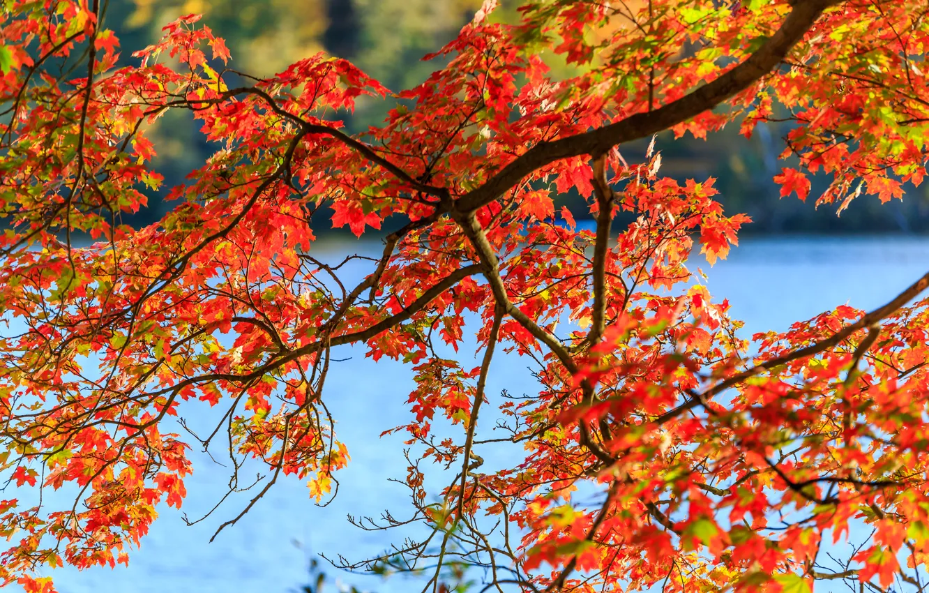Фото обои осень, лес, листья, вода, дерево