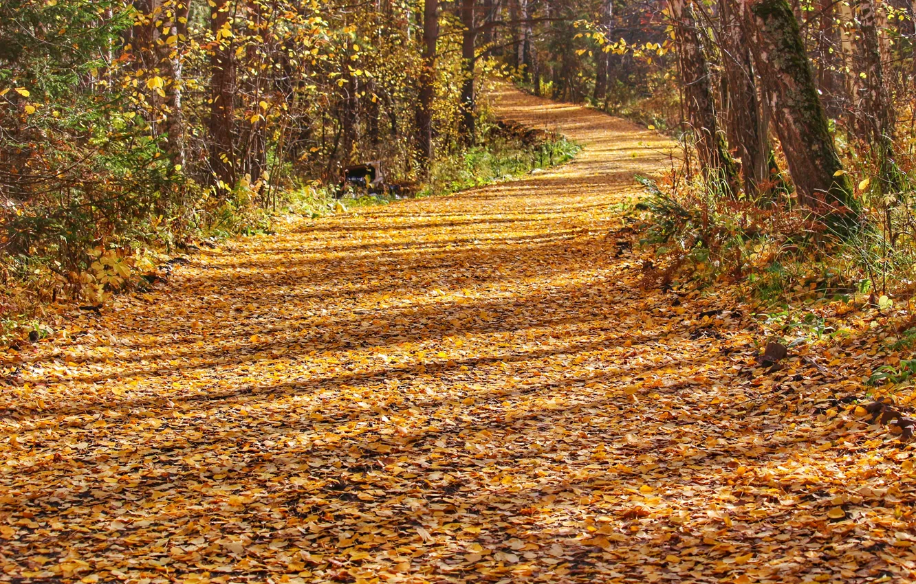 Фото обои осень, листья, Лес, дорожка