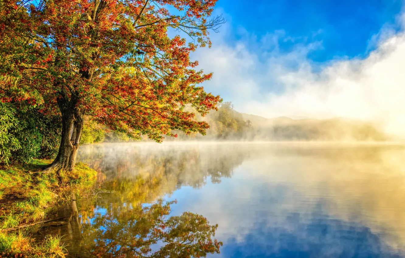 Фото обои осень, лес, пейзаж, природа, озеро, дымка