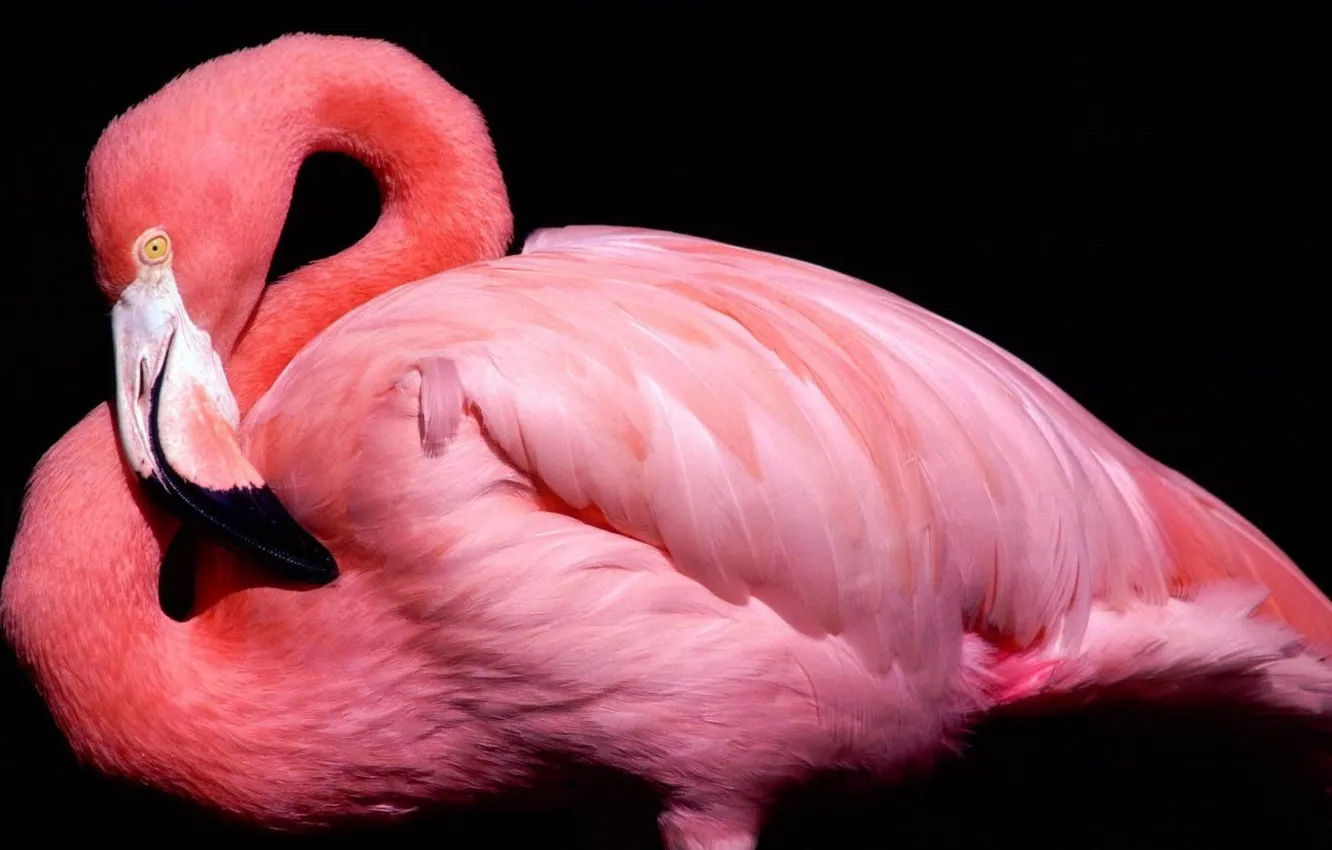 Фото обои bird, black background, flamingos, pink flamingo, eak, pink Color