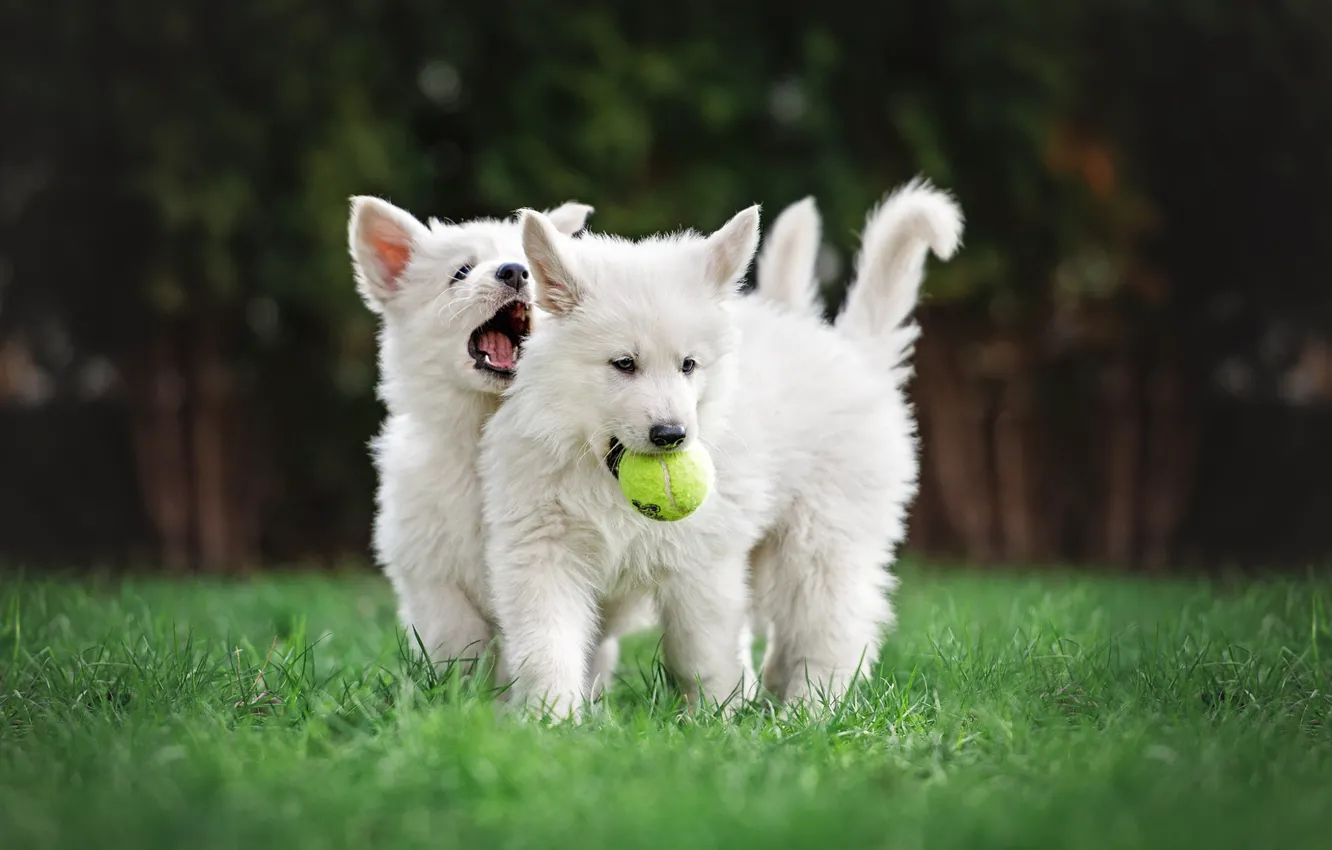 Фото обои собаки, лето, трава, парк, газон, футбол, поляна, игрушка