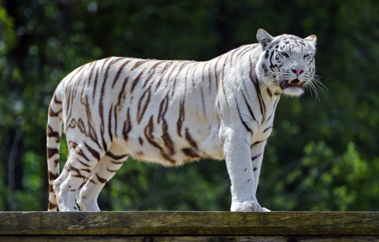 Фото обои белый, тигр, хищник, рык