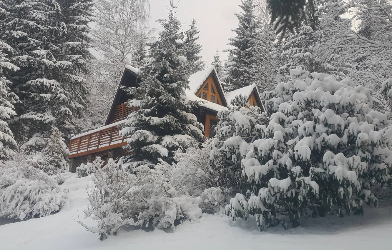 Фото обои Природа, Зима, Снег, Nature, Winter, Snow, Snow trees, Снежные деревья