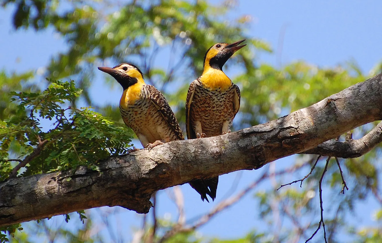 Фото обои Yellow, Leaves, Branch, Couple, Woodpeckers, Colaptes Campestris