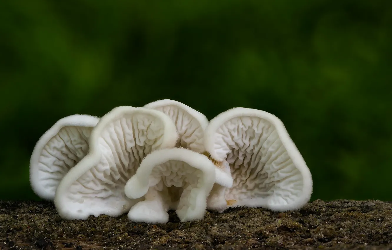 Фото обои осень, фон, грибы, белые, Beat Buetikofer
