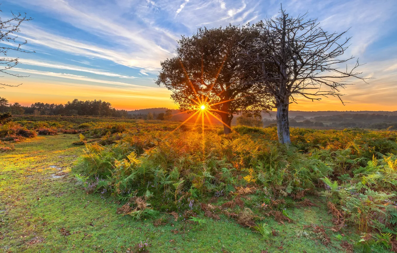 Фото обои солнце, деревья, папоротник