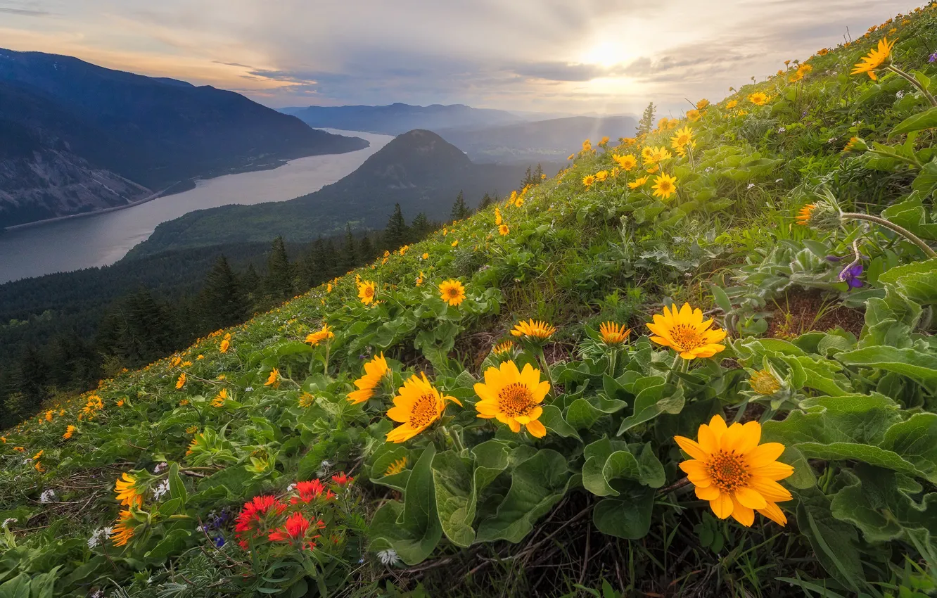 Фото обои цветы, горы, река, склон, штат Вашингтон, Columbia River, Columbia River Gorge, Каскадные горы