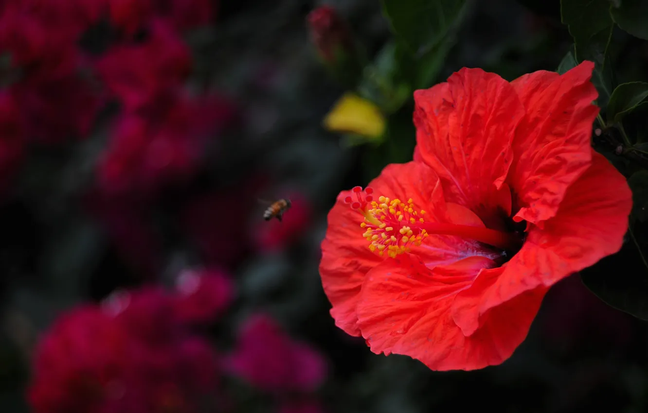 Фото обои цветок, лето, макро, красный, темный фон, пчела, тычинки, насекомое