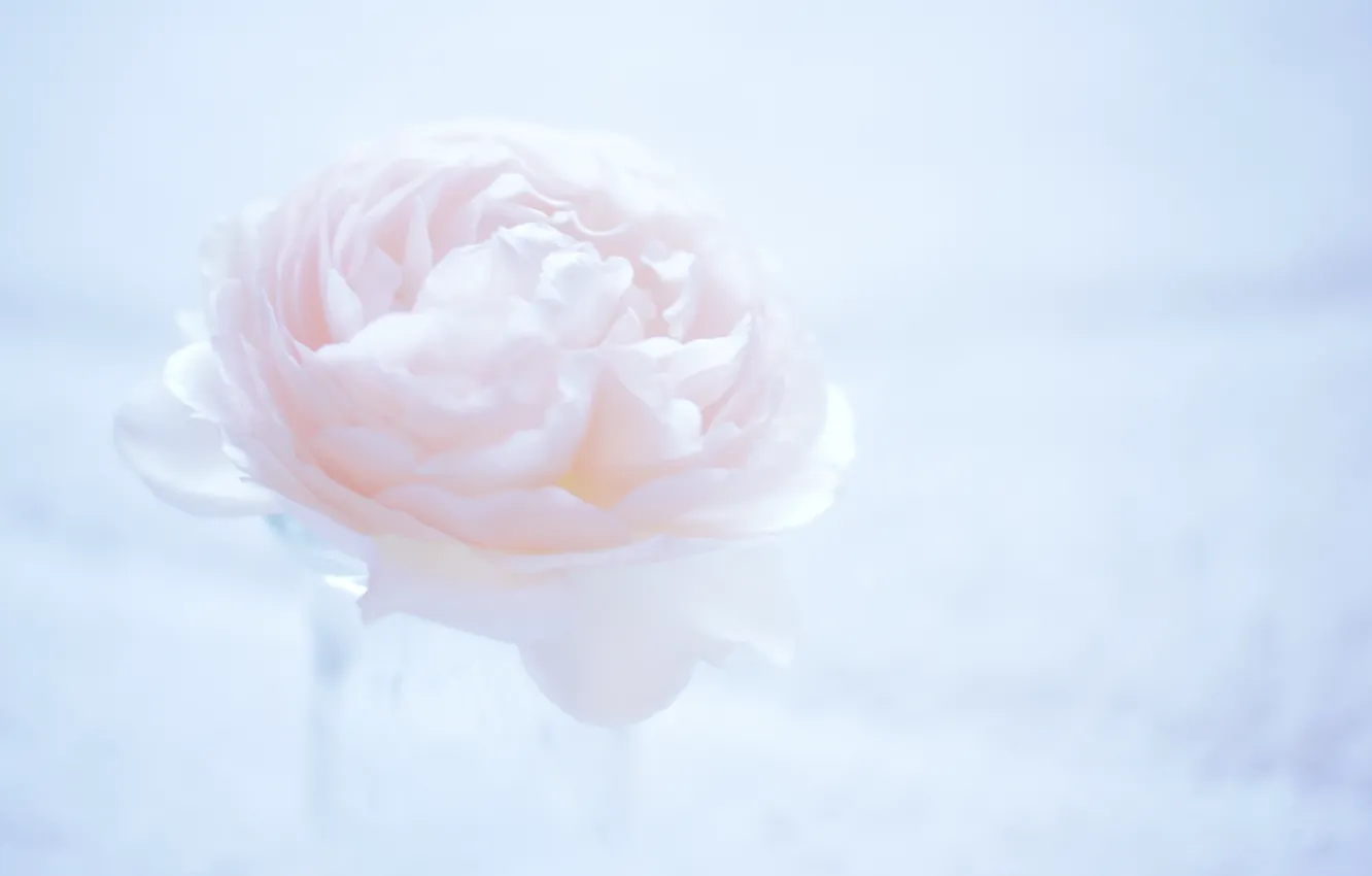 Фото обои цветок, макро, фон, розовый, светлый, камелия