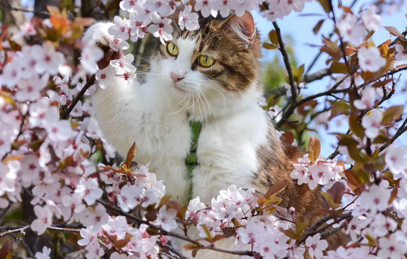 Фото обои кошка, ветки, вишня, весна, цветение, на дереве, цветки, котейка