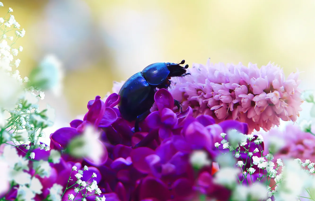 Фото обои лето, макро, цветы, синий, фон, жук, насекомое, розовые