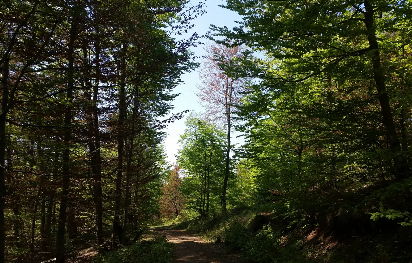 Фото обои nature, tree, woods