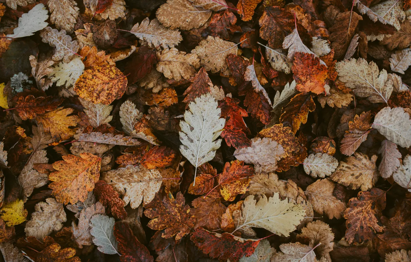 Фото обои осень, листья, листва, сухие, опавшие