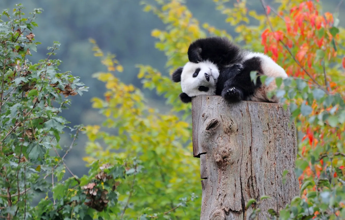 Фото обои малыш, панда, медвежонок