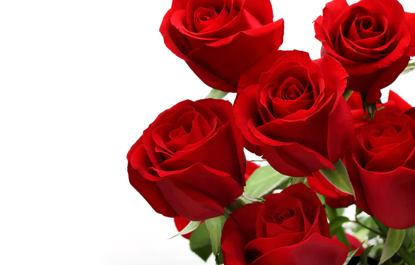 Фото обои роза, red, rose, flower
