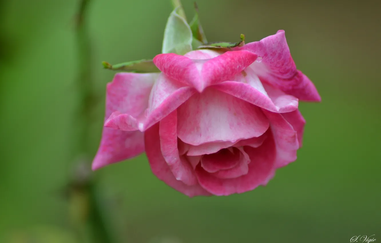 Фото обои розовая, роза, лепестки, бутон, rose, цветение, flower, pink