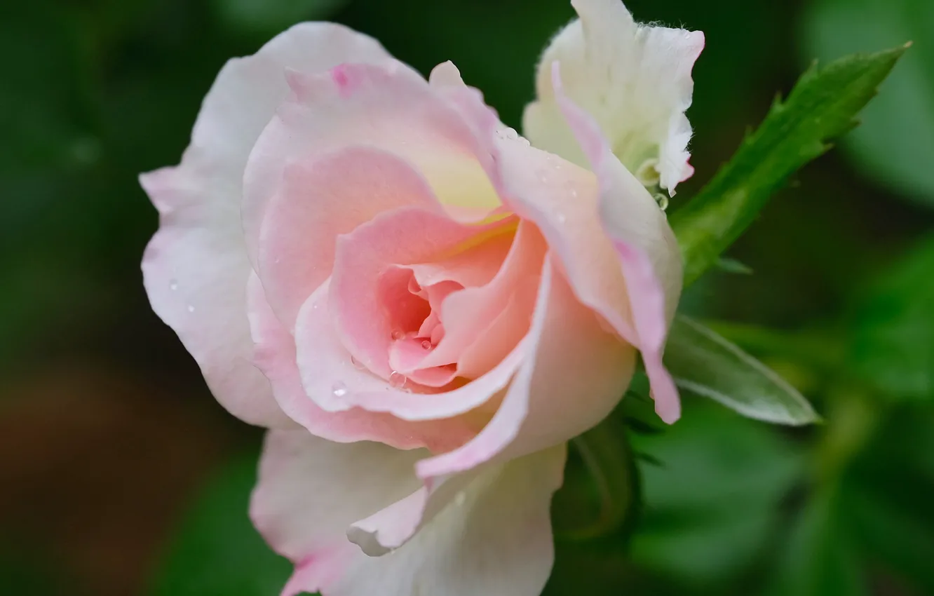 Фото обои макро, розовая, роза, бутон