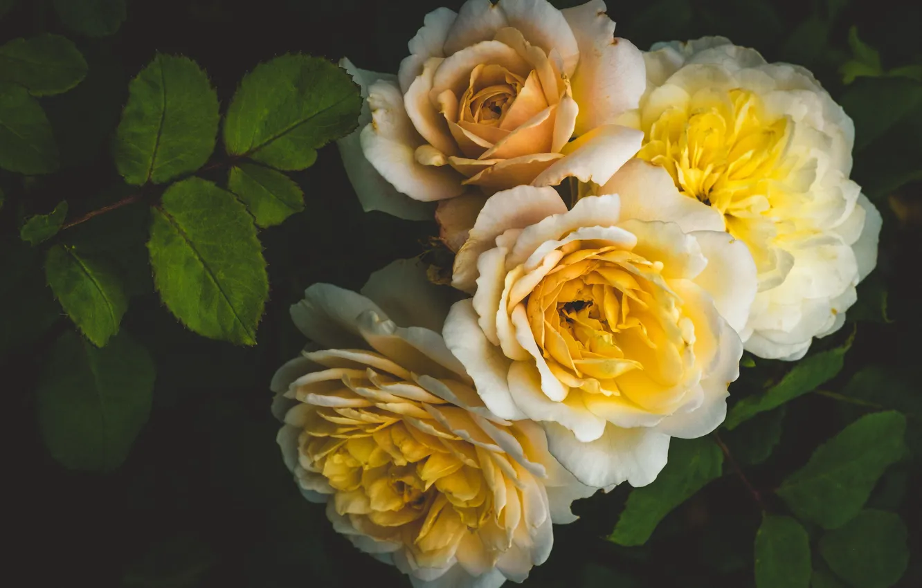 Фото обои розы, желтые, лепестки