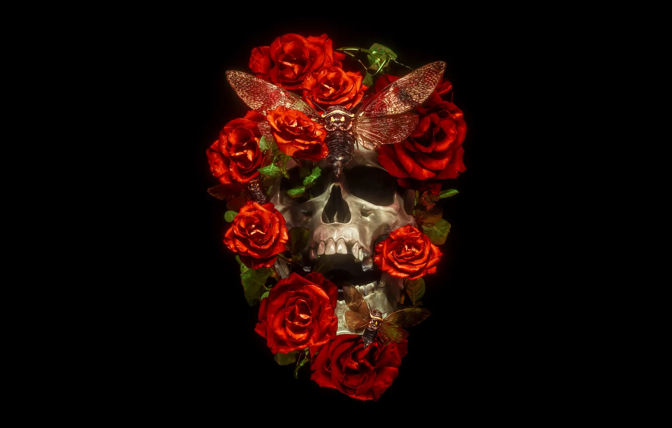 Фото обои Flowers, Skull, Roses, Butterfly, Leaves, Black Background, Moths