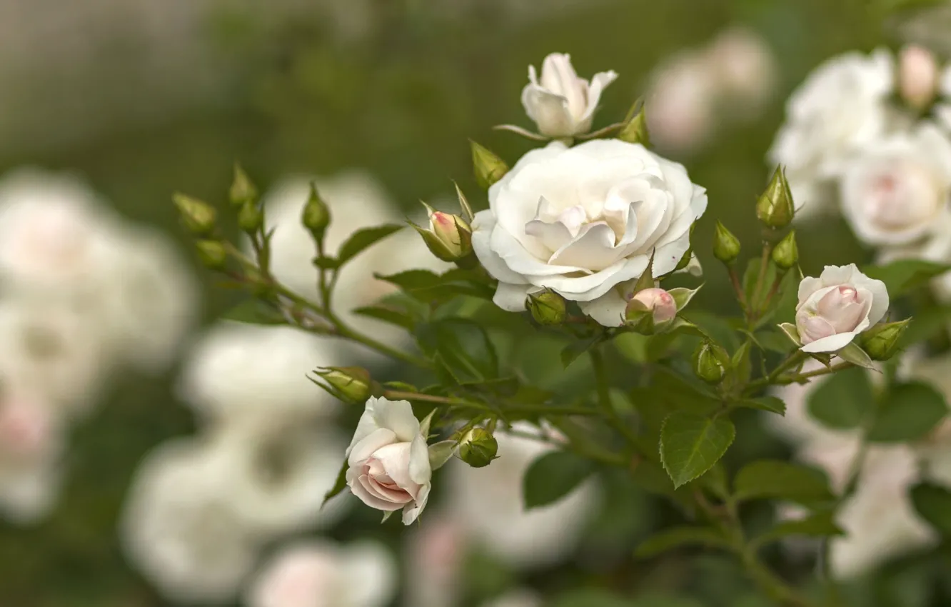Фото обои цветы, куст, розы, бутоны роз