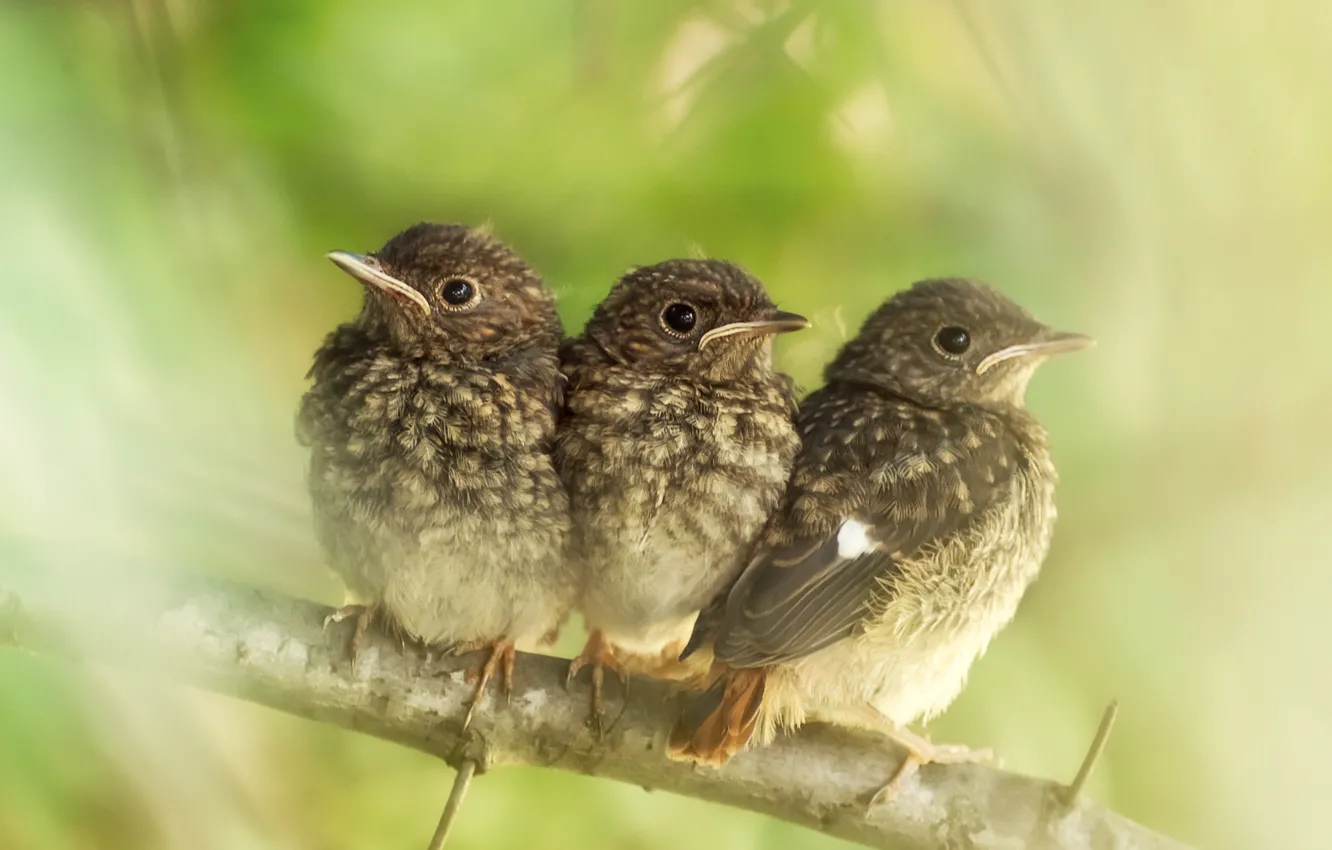 Фото обои ветки, малыш, птенцы