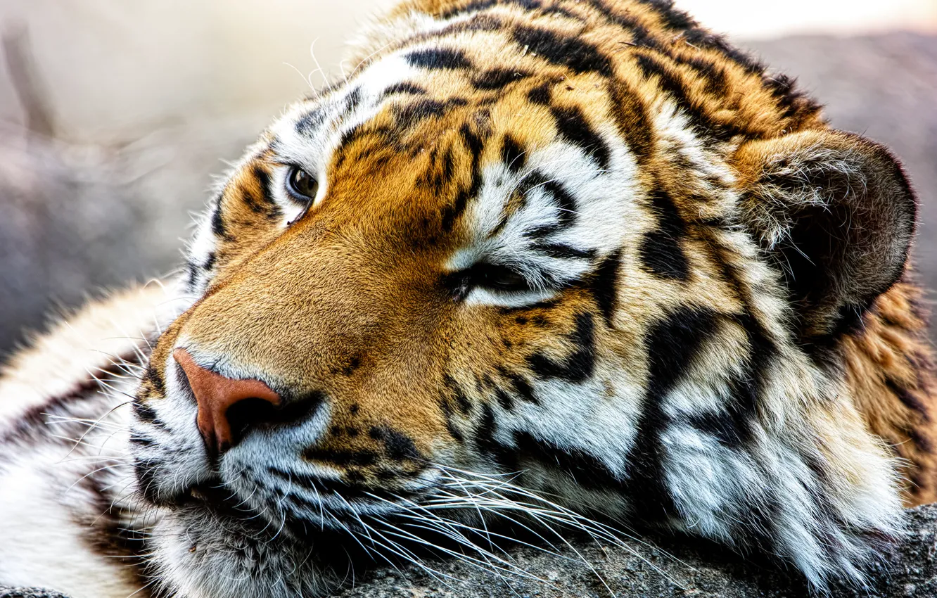 Фото обои морда, хищник, дикая кошка, Амурский тигр