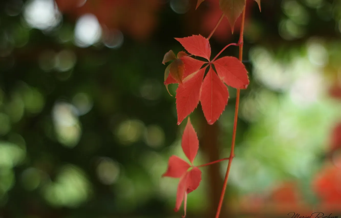 Фото обои макро, лоза, красный лист