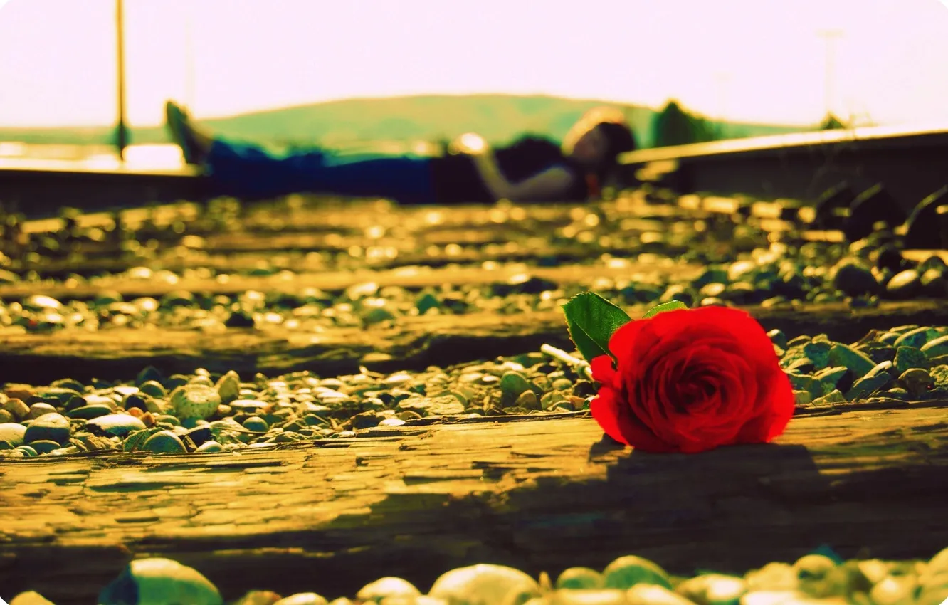 Фото обои дорога, цветок, девушка, макро, цветы, настроения, роза, человек