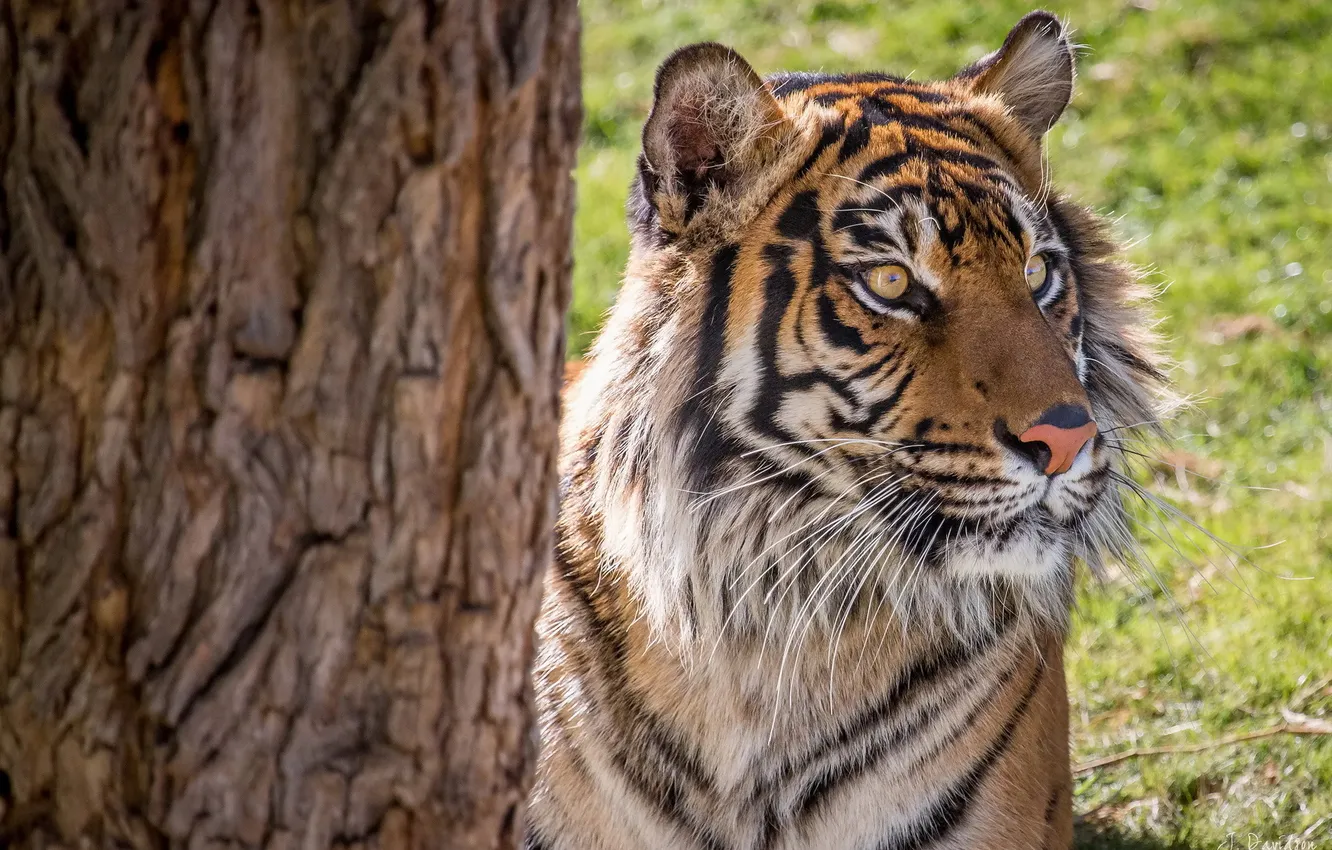 Фото обои тигр, дерево, хищник, сумматранский